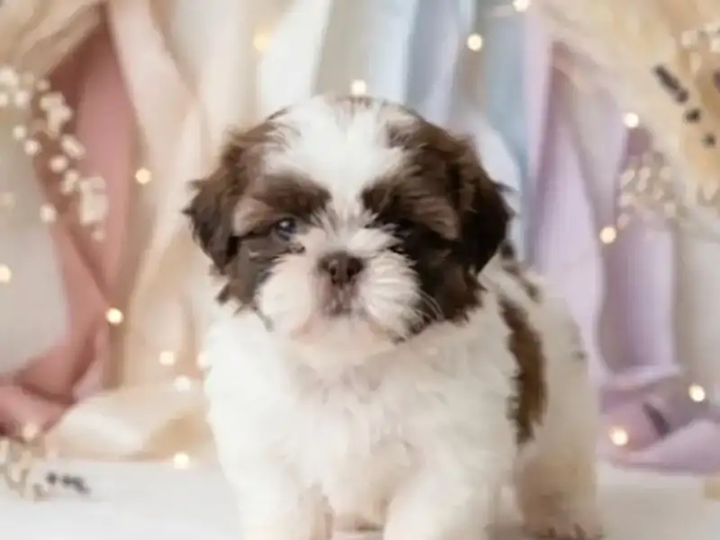 Shih Tzu Macho